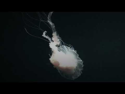 Hatif - Take the Bait