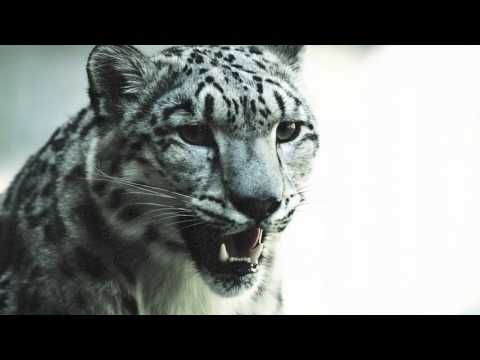 THE CULT - DEEPLY ORDERED CHAOS (HD)