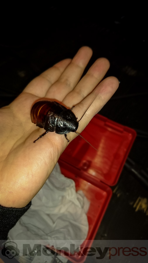 Dr. Mark Benecke,© Claudia Marquardt