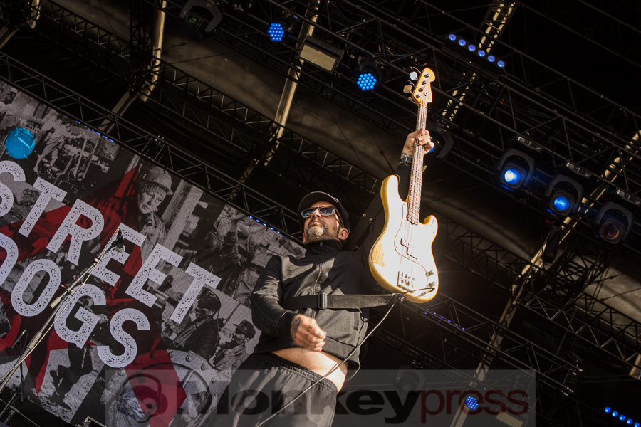 Street Dogs, © Markus Hillgärtner