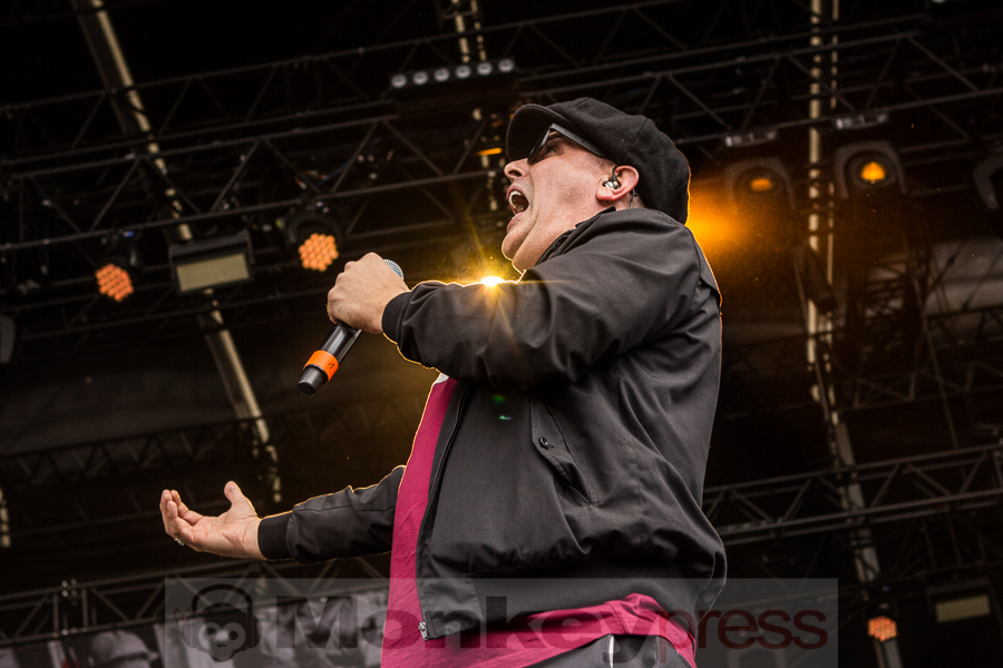 Street Dogs, © Markus Hillgärtner