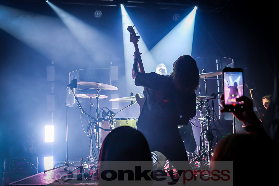 Siamese, © Michael Gamon