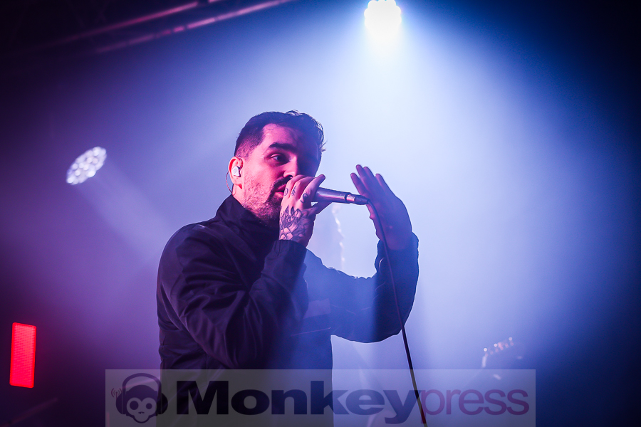 Siamese, © Michael Gamon