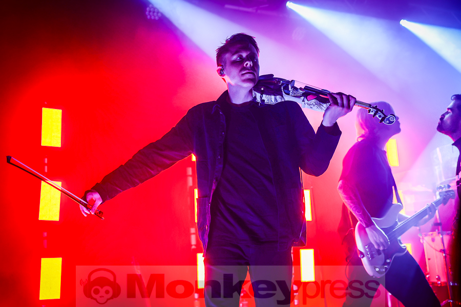 Siamese, © Michael Gamon