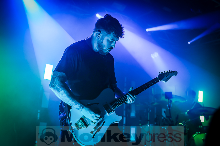 Siamese, © Michael Gamon